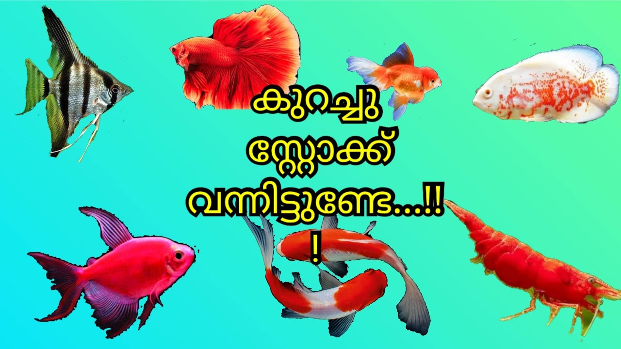 കുറച്ചു സ്റ്റോക്ക് എത്തിയിട്ടുണ്ട്...!!!!