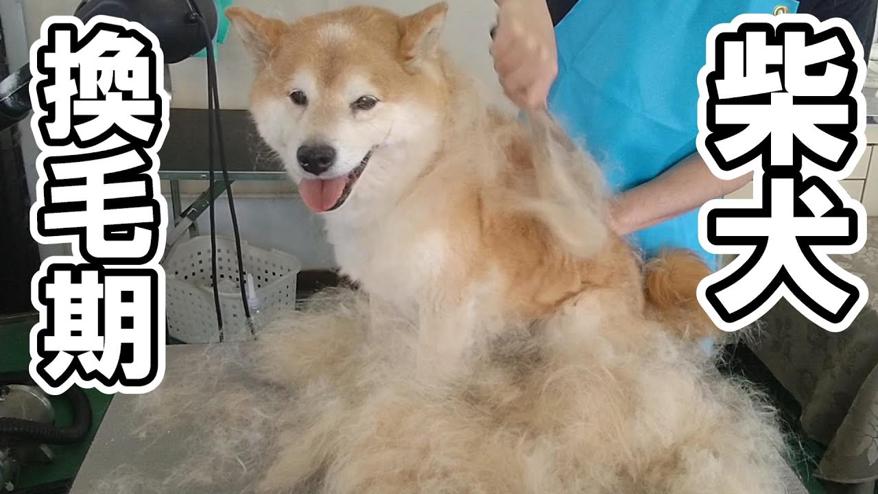 【トリミング】５倍速でわかる！柴犬のグルーミング（換毛期）【１３０時間目】　|　(5Xspeed)Grooming for Shiba Inu