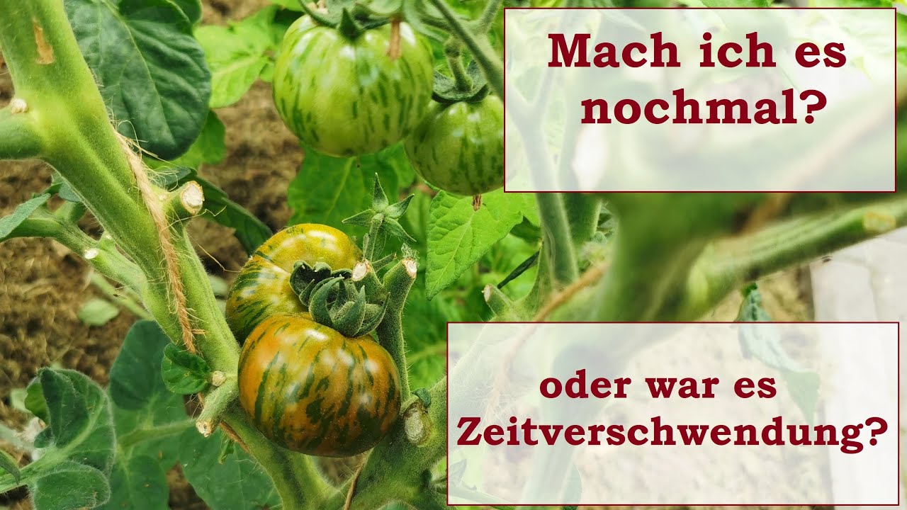 Frühe Tomatenernte bei den Buschtomaten / Ergebnis meiner Bemühungen