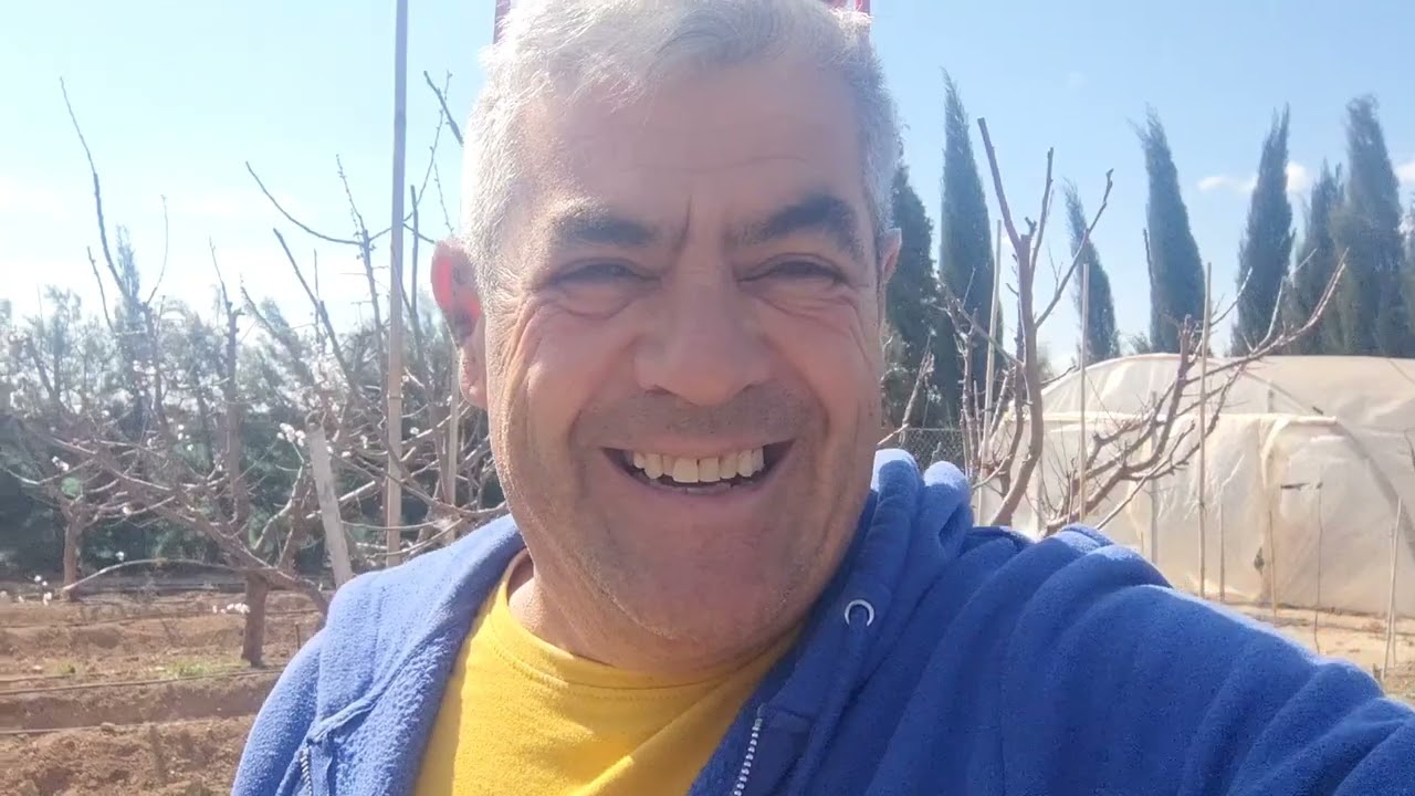 Despunte de las habas.
