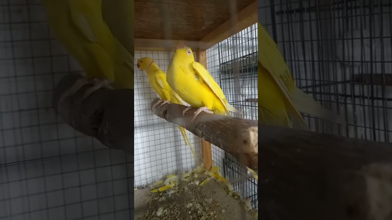 Yellow 🟡 Ring Neck Ready to Breed #trending #viral #breeding #beautifulbirds #lovebirds