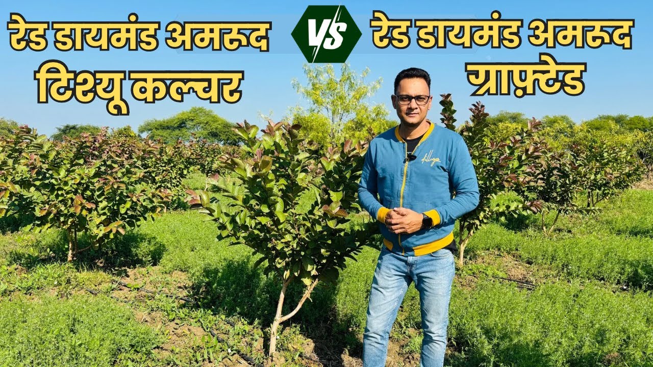 Red Diamond Guava - Tissue Culture vs Grafted