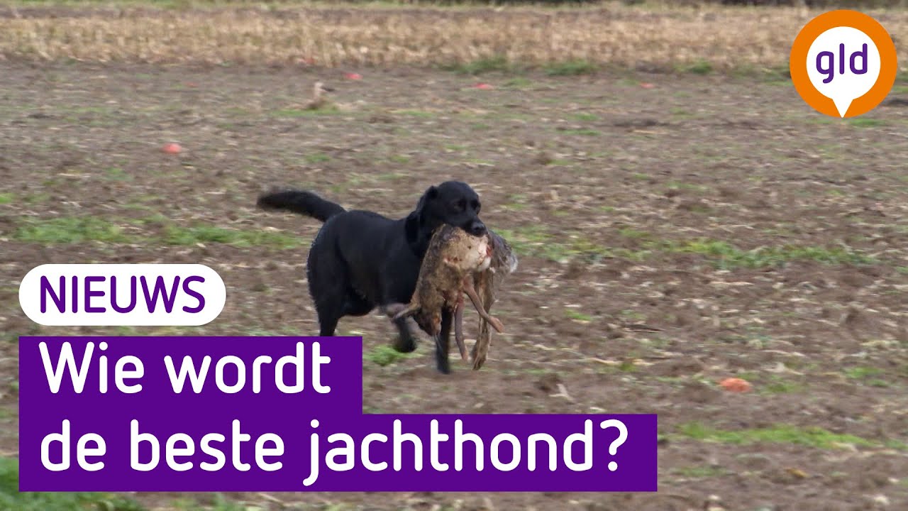 HONDEN jagen op titel 'beste jachthond'