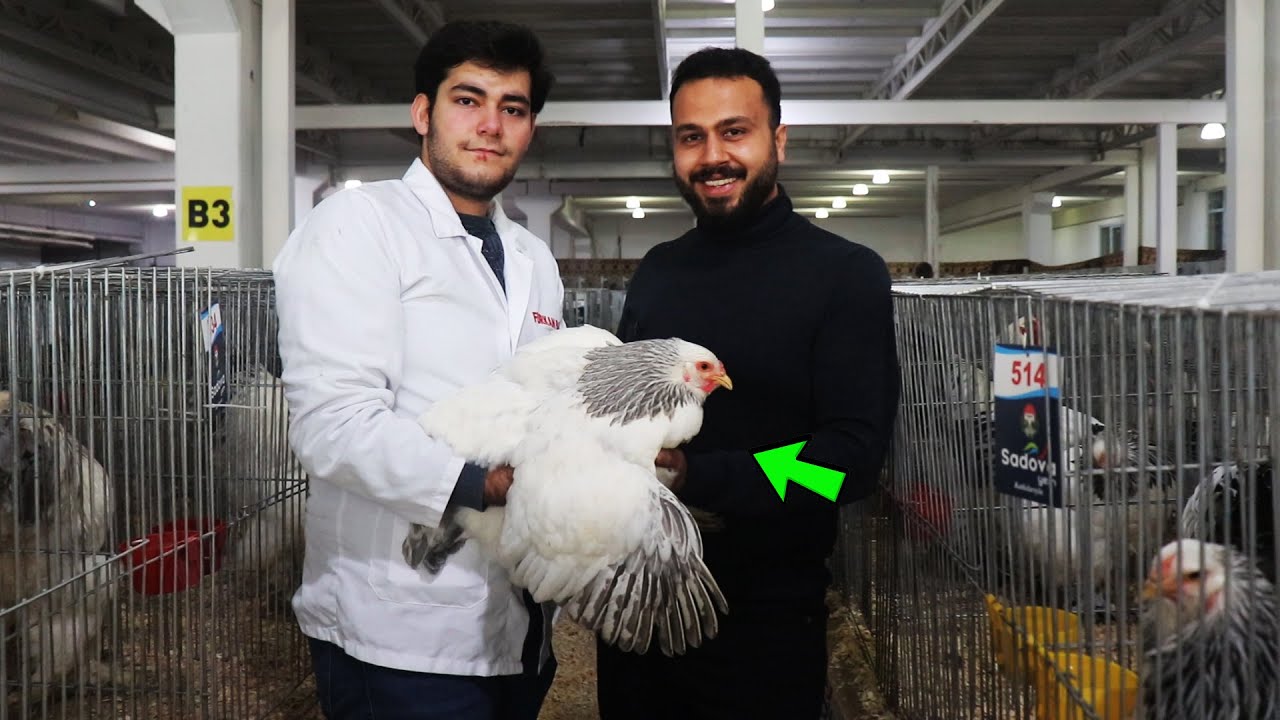Все жанры Brahma Какой цвет вы ищете в этом конкурсе?