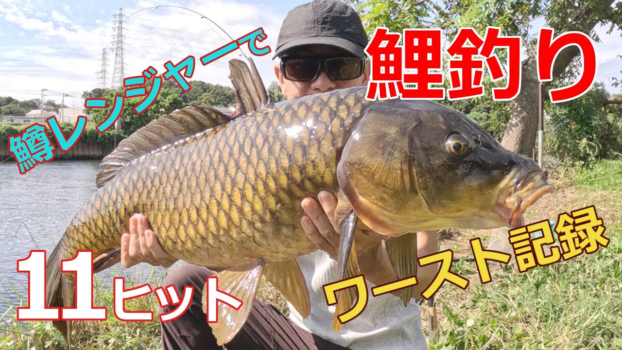 【鯉釣り】秋鯉爆釣記【鱒レンジャー】