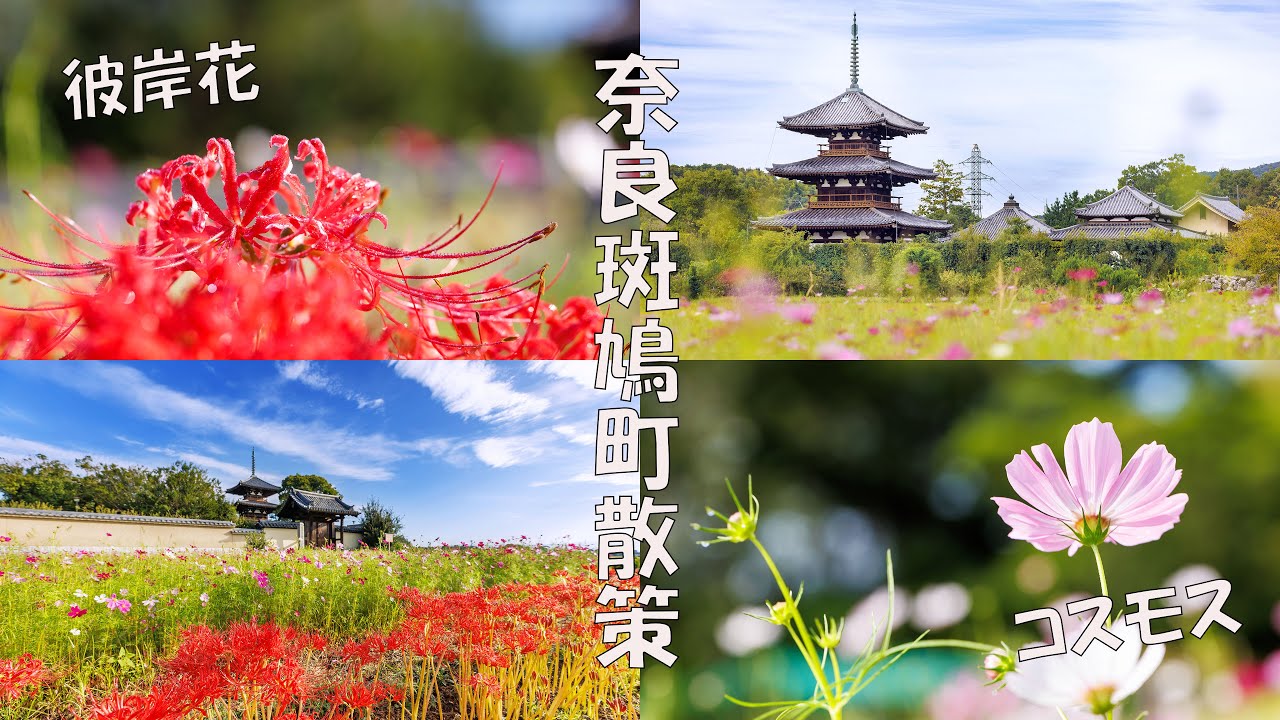 【沉浸式散步影片】收穫的季節行走在奈良斑鳩町，彼岸花與波斯菊，古寺與神社（4K UHD）