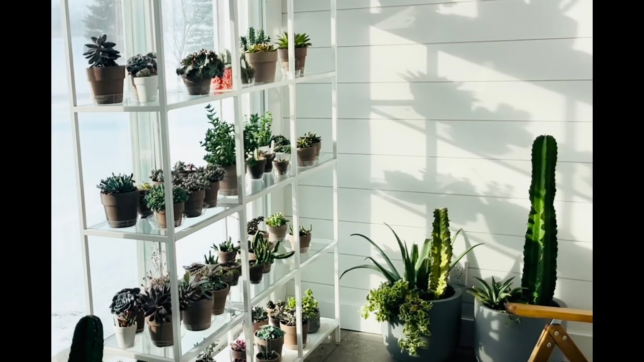 Winter Update on Succulent in the Four Season Room and New Euphorbia and Graptopetalum additions