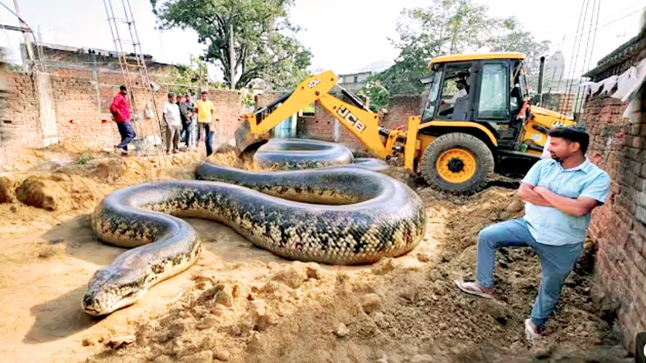 JCB 3dx machine jcb action video JCB 3DX loading Mahindra tractor Arjun Swaraj powertrac tractor 🚜🚜