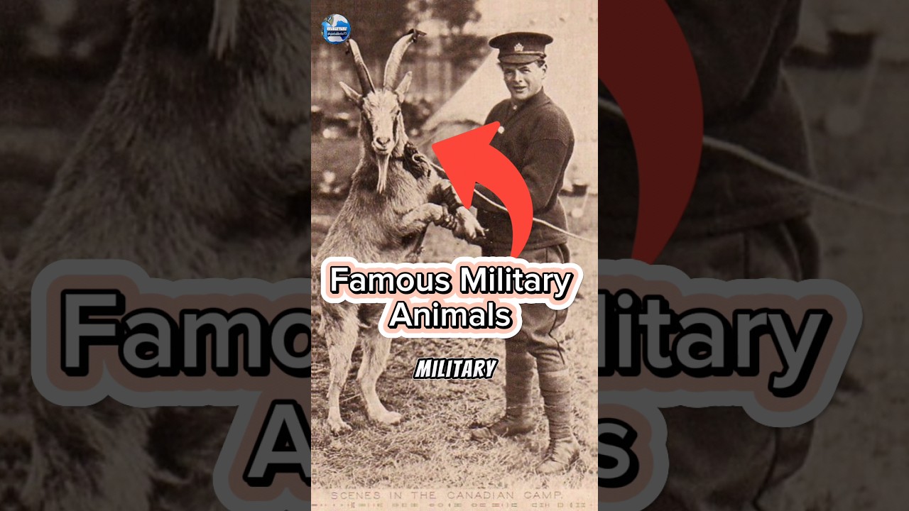 4 Heroic Military Animals #shorts