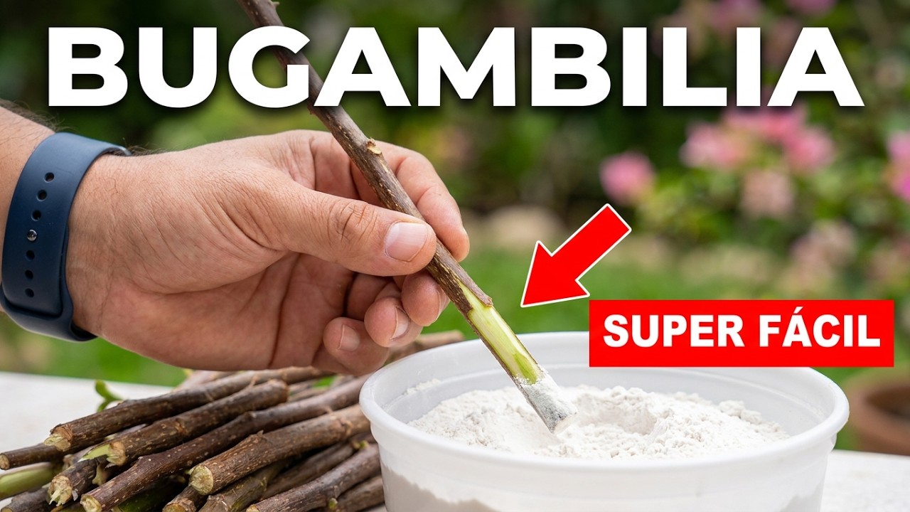 🤔¿Como REPRODUCIR Muchas BUGAMBILIAS FÁCIL en Casa? 
