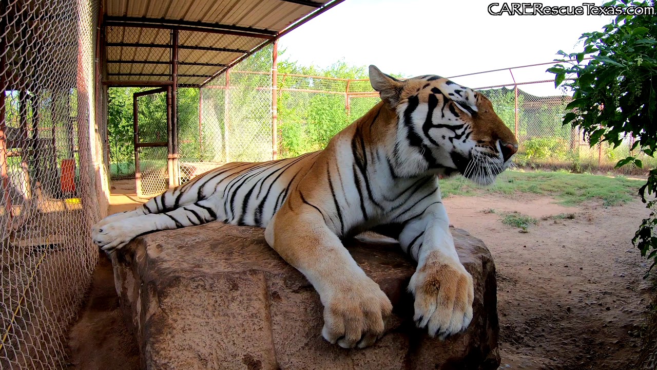 CARE Bios - Wren the Tigress