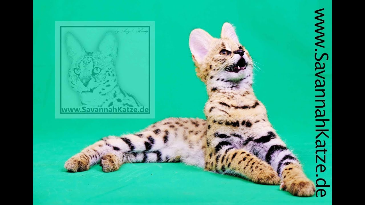 Child plays with African Serval - Savannah Cat TV