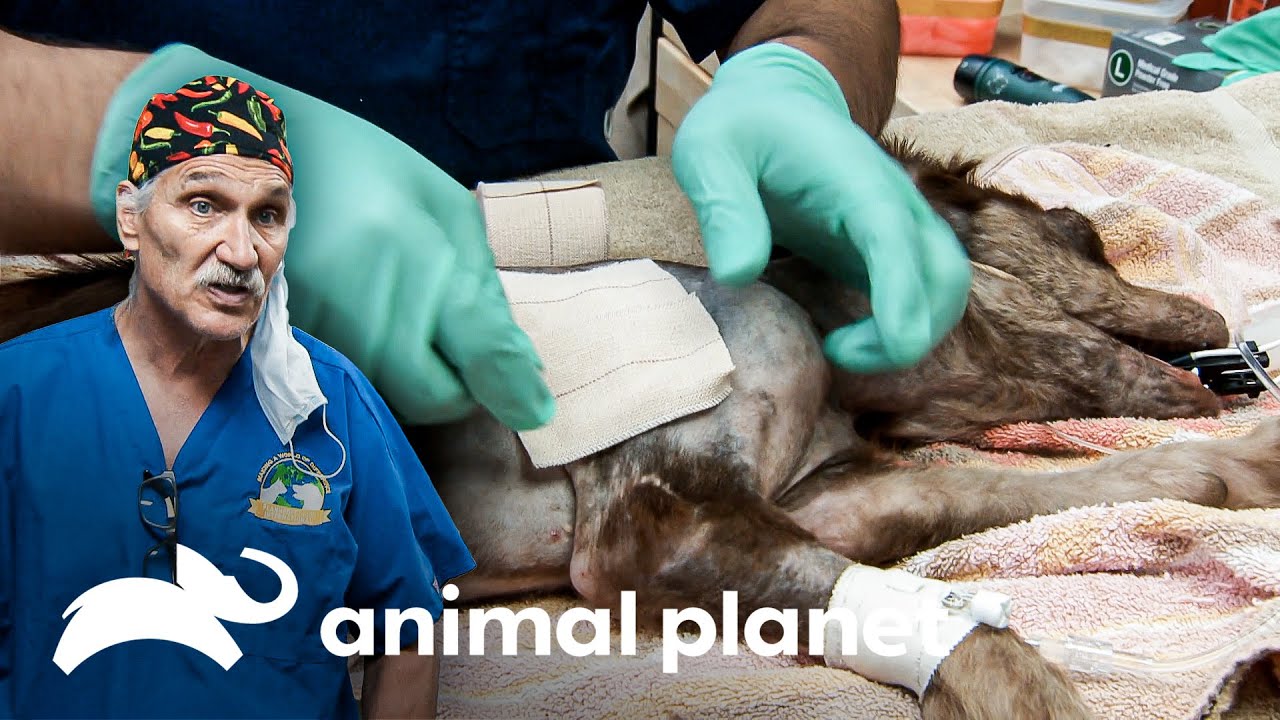 Un perro peque&ntilde;o sufre tras varios disparos | Dr. Jeff, Veterinario | Animal Planet
