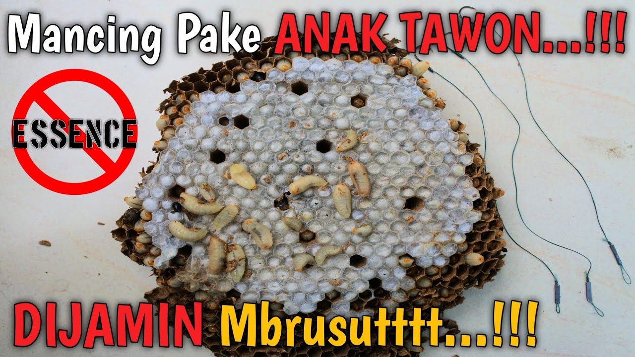 Приманка Wasp Kids - это просто Галатама Сома # Гарантировано Mbrusuuuttt ... !!!