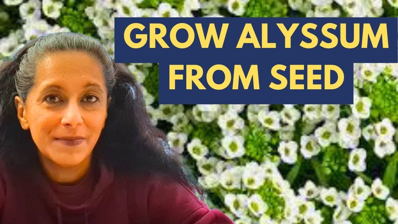 How To Grow Alyssum From Seed | Budget Gardening