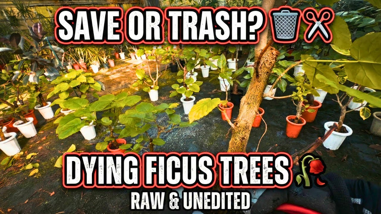 The Sad Reality of Gardening 🥀 Saving or Tossing Dying Ficus Trees? (Unedited)