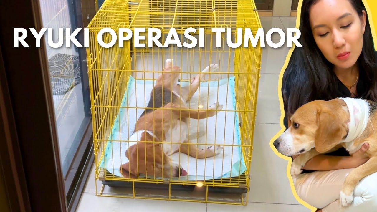 RYUKI OPERASI PENGANGKATAN TUMOR DI LEHER NYA