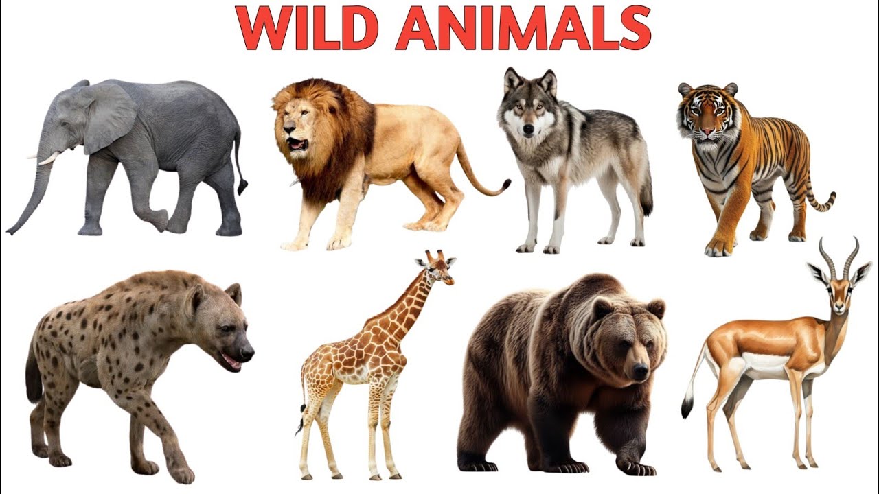 20 Animals Name in English | Kids Learning Video | Easy Animal Names for Children