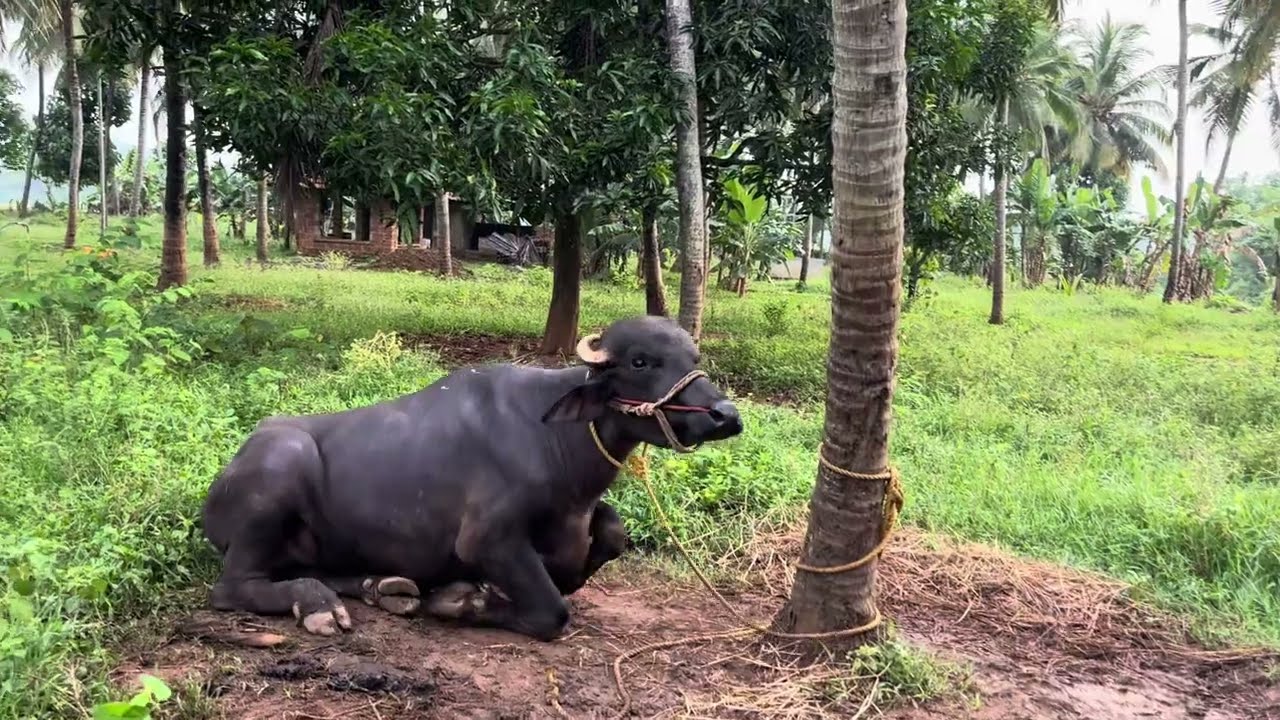 ലക്ഷങ്ങൾ വില വരുന്ന പോത്തുകള്‍ വളാഞ്ചേരിയിലും 