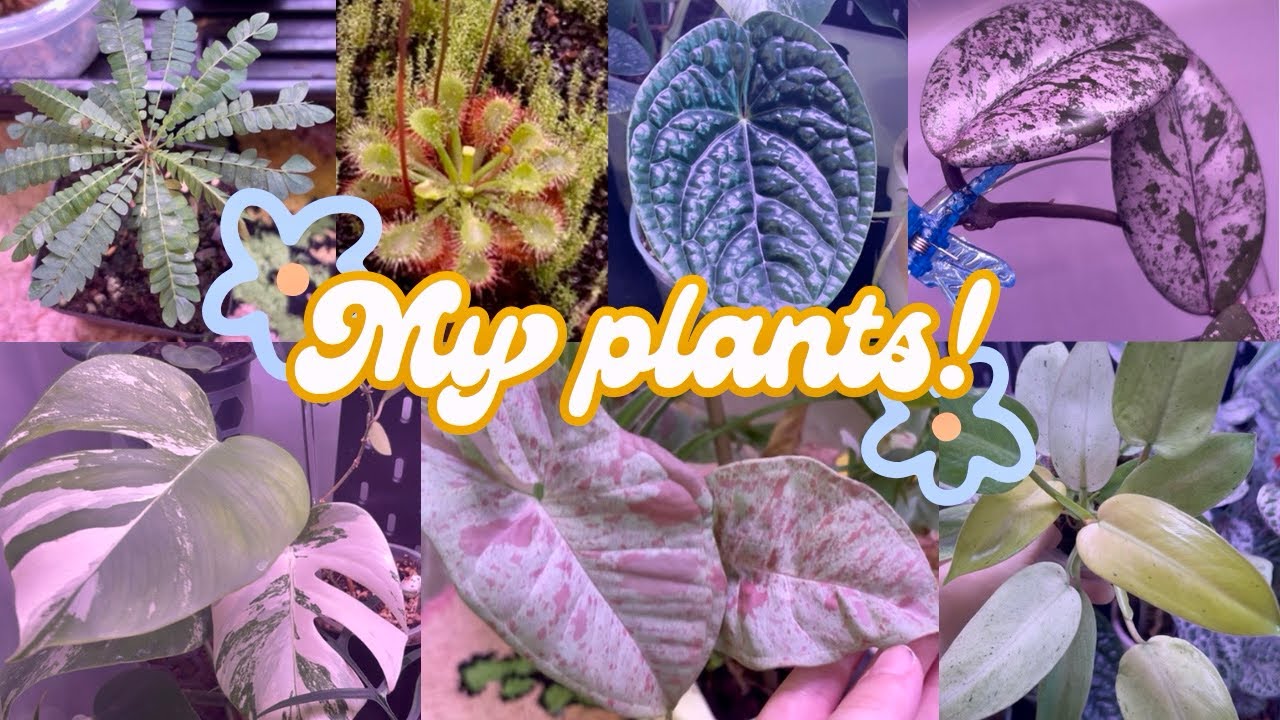 New house new plant tour! ☀️Summer 2025☀️