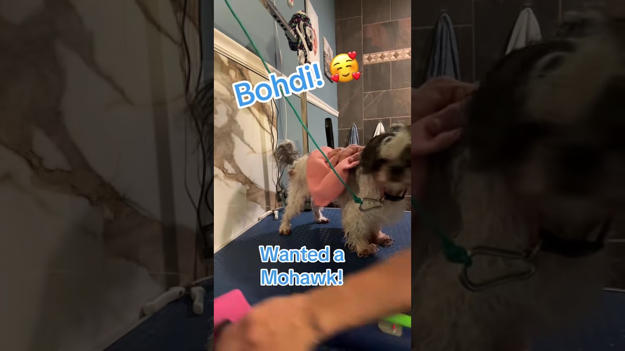 Momlife grooming today… not feeling good but took in a pup who wanted a Mohawk! Meet Bohdi! 