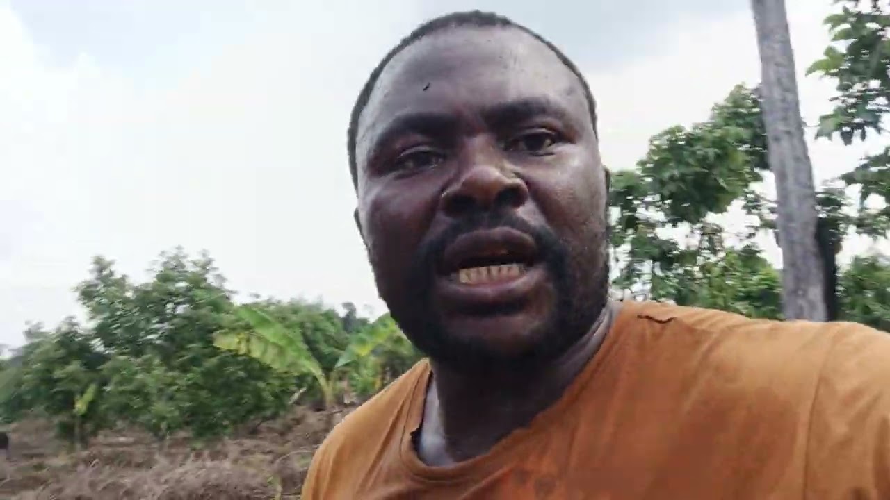un verger de 20 ha d'avocatiers dans le centre Cameroun en début de production