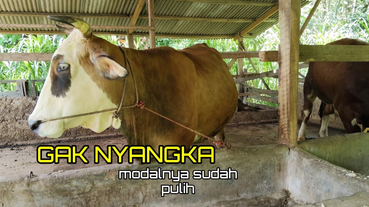 Peternak sapi pemula yang langsung sukses di breeding#