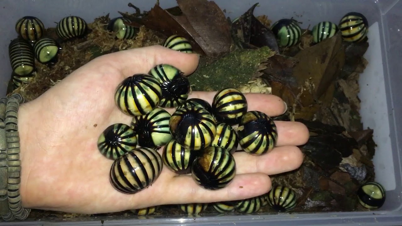 Roly Poly Pill Bug