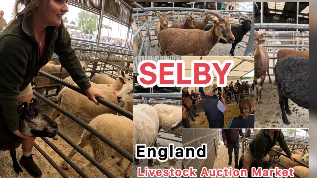 Selby Auctions Mart, 02/08/2025. Largest livestock market in North Yorkshire, England🇬🇧