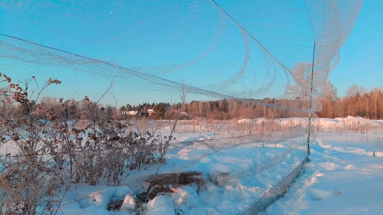 Ловля щеглов 19.02.2025.