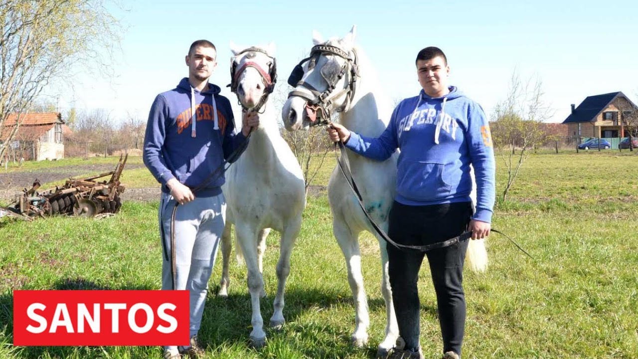 ERGELA BRAĆE ŽARKOVIĆ IZ BANATSKOG KARAĐORĐEVA