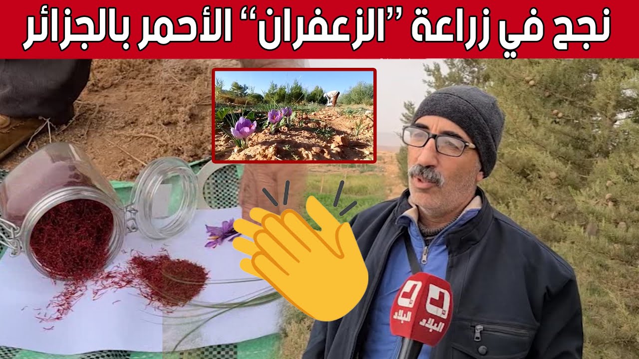 إنتاج #الزعفران.. زراعة ناجحة وإضافة هامة للإقتصاد الوطني.. شاهد: