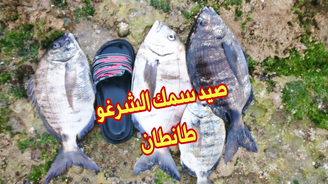 صيد الشرغو طانطان - الوطية