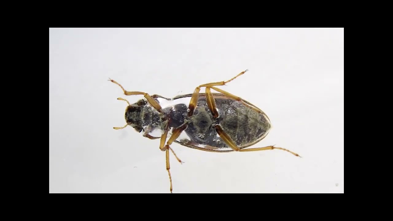 Helophorus Ecological Video