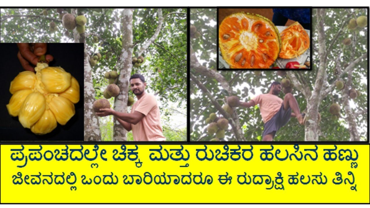 ಪ್ರಪಂಚದಲ್ಲೇ ಒಂದು ಅಪರೂಪವಾದ ಕೆಂಪು ರುದ್ರಾಕ್ಷಿ ಹಲಸಿನ ತಳಿ