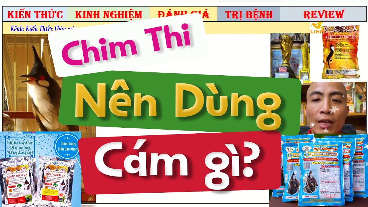 Theo bạn, Chim Chào Mào Thi Đấu Thường Sử Dụng Dòng Cám nào là Ổn Định Nhất?