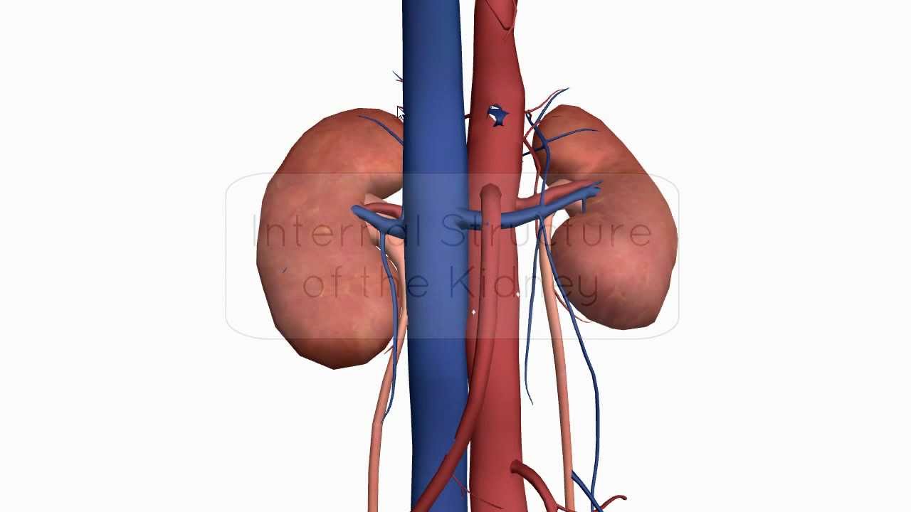 Internal structure of the Kidney - Anatomy Tutorial