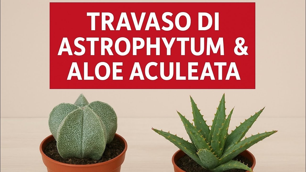 Travaso Astrophytum e Aloe prese all’Eurospin | Aggiornamenti sulle altre piantine