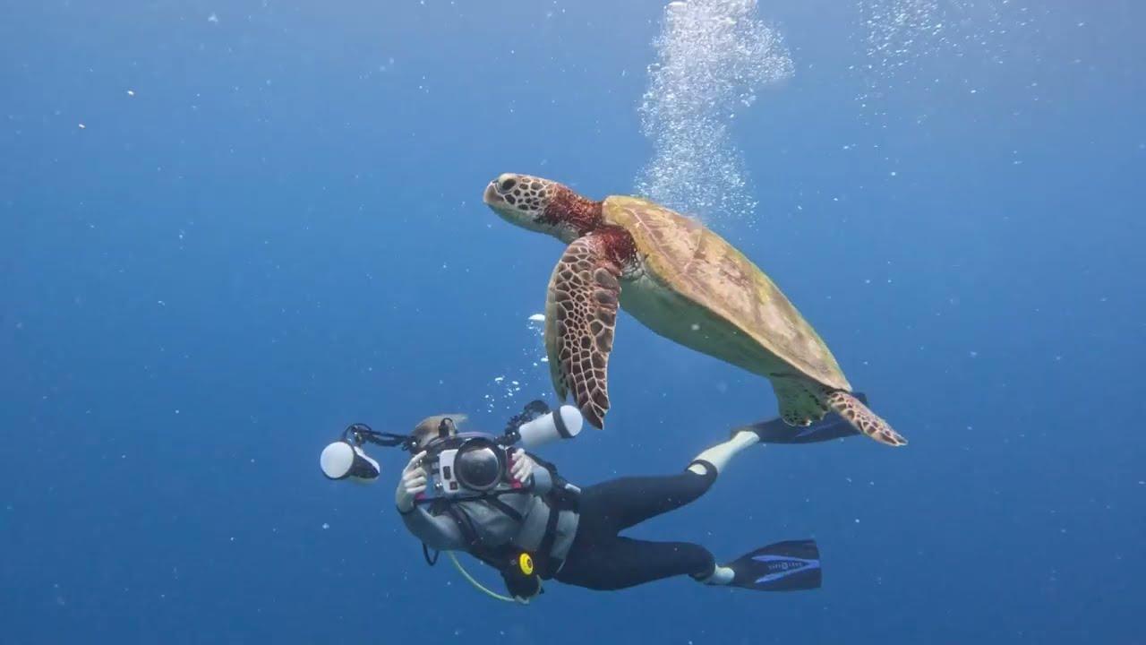 One SHELL of a dive