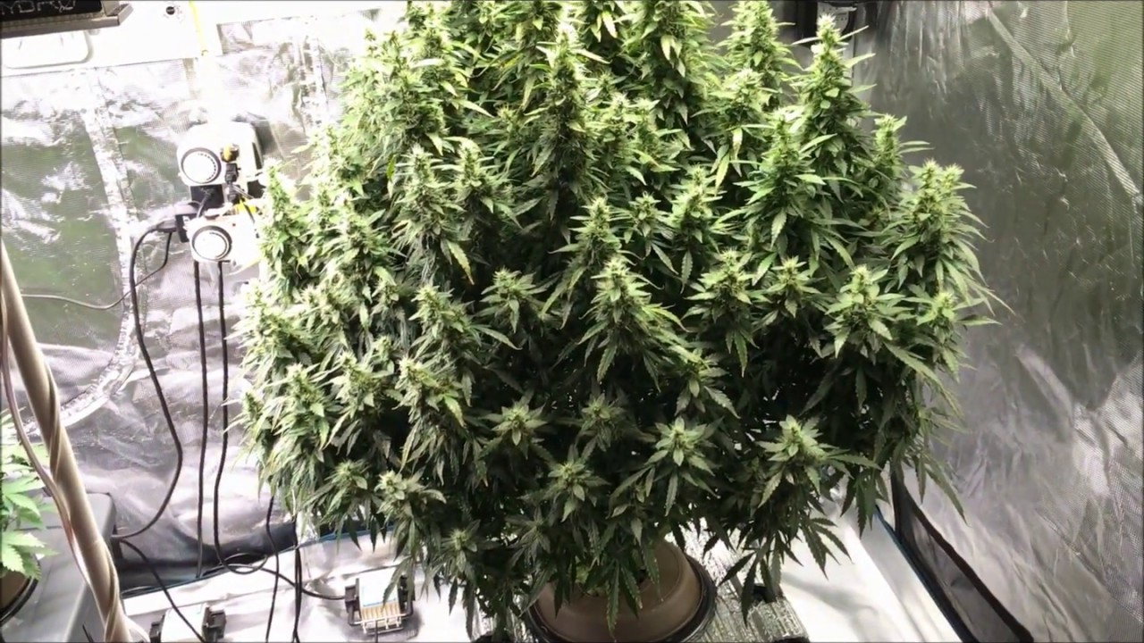 SP3000 Update with Candy Kush auto/ Cropical fruit auto & Monster mass auto (New)