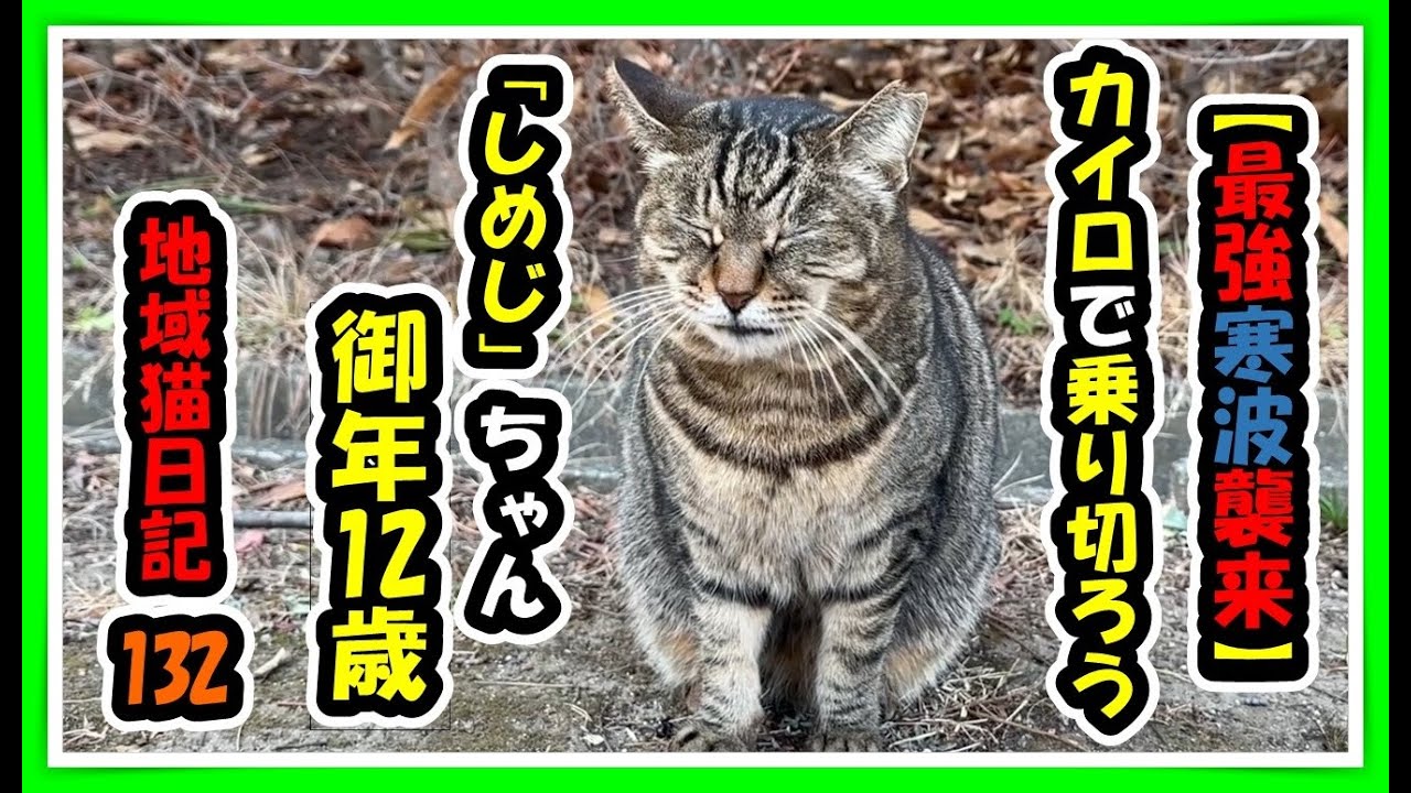 【最強寒波⛄襲来】寒い冬はカイロと猫ハウスで暖まろう。高齢猫😺「しめじ」ちゃんも元気に頑張っています。帰ってきた娘猫😺「えび」ちゃんも母娘仲良く頭と頭のごっつんこ＆スリスリで癒してくれます　#cat