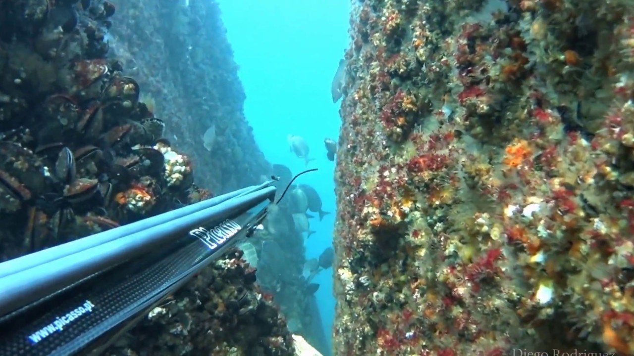 Picasso Spearfishing / Pesca Submarina - Presentation / Presentación