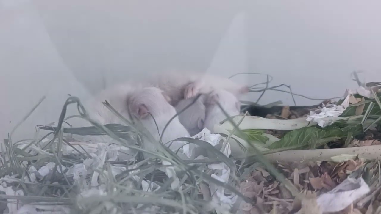 THANK GOD our hamster and her pups stayed healthy.🙏☝️🙌❤️__February 10, 2026 03:32pm
