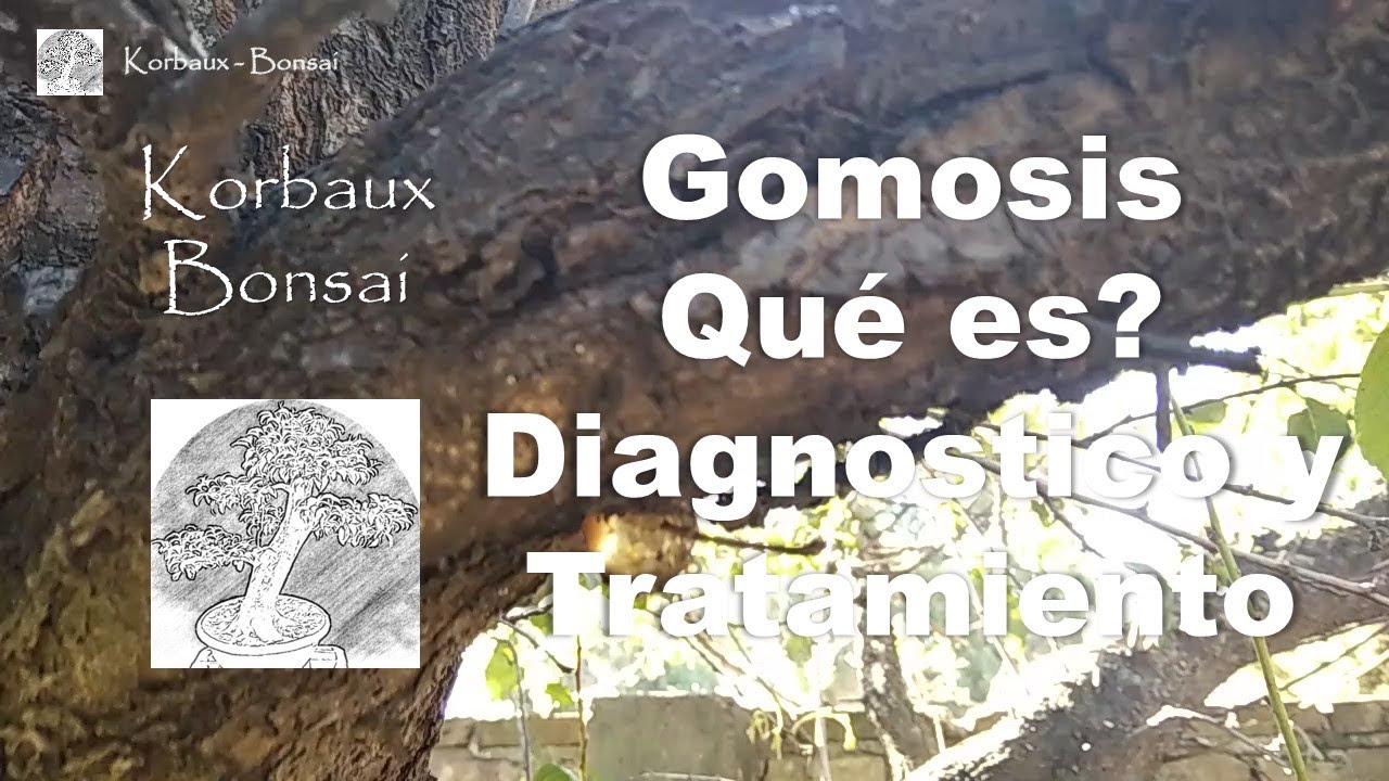 Gomosis. Qué es? Diagnóstico y Tratamiento.