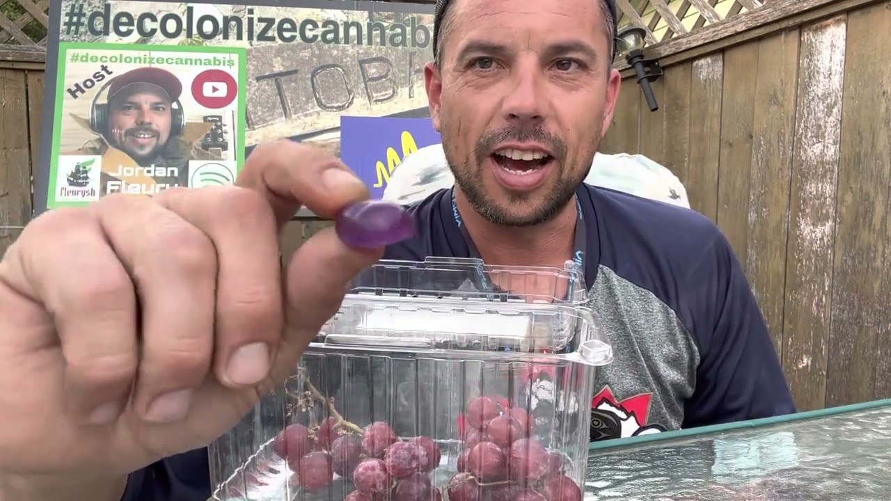 Aurora Drift Grape Gummies Review - 4 x 2.5 mg THC Indica /w 0.3mg CBD