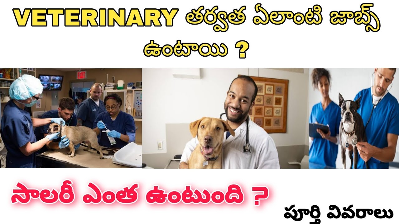 veterinary government jobs  and private jobs || jobs after veterinary in telugu #jobs #bipc #neet
