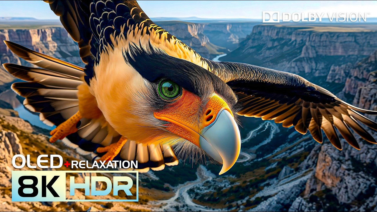 Incredible 8K Nature Video | OLED TEST Dolby Vision | 16K HDR 240FPS (8K/4K Video TV)