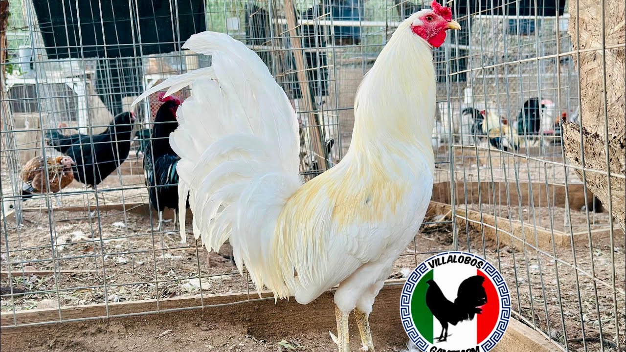 Villalobos Gamefarm. Nuevo canal. Subscribense. 760-805-7833