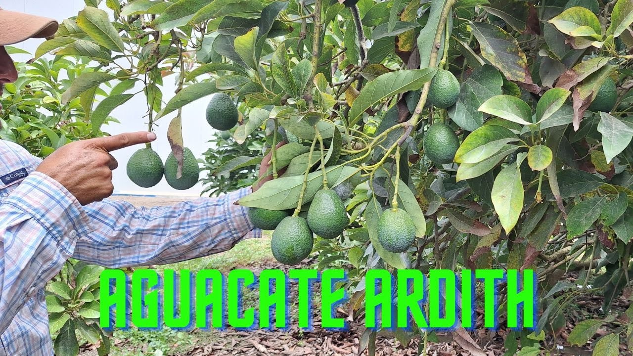 ARDITH avocado characteristics and harvest dates