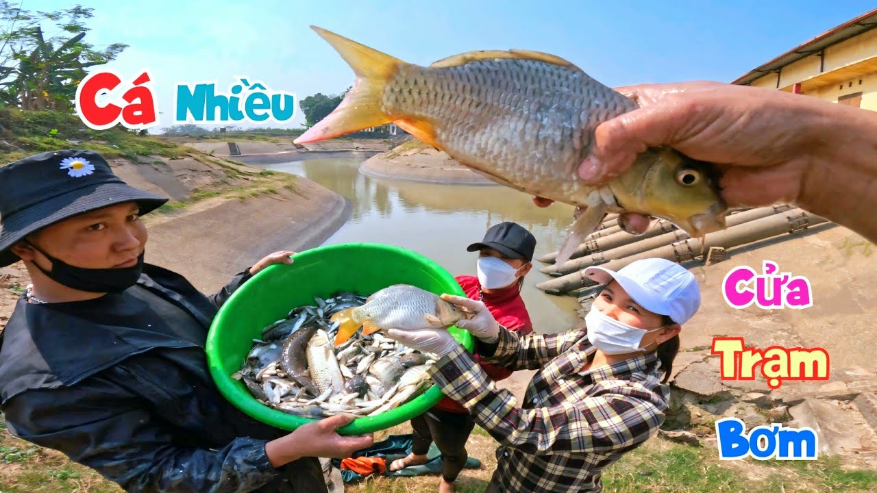 Thử Úp Mẻ Lưới Ở Cửa Cống Trạm Bơm Bất Ngờ Cá Lại Nhiều Đến Nỗi Khiêng Không Hết / Quế Nghịch
